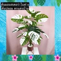 ราคา INTERY TROPACL ต้นมอนสเตอร่าใบด่าง ต้นมอนสเตอร่า ต้นไม้ปลอมโชว์ ARTIFICIAL PLANT TS061J004 TS061J004 (10997938)