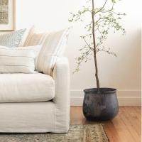 ราคา fig plant pot (12060685)