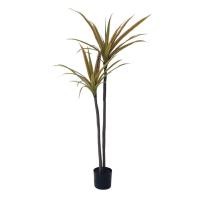 ราคา มาดามขจี ต้นเข็มสามสี ความสูง 140 ซม. (12225984)