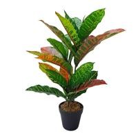 ราคา มาดามขจี ต้นโกสน ความสูง 36-45 ซม. 45 Cm. (12352846)