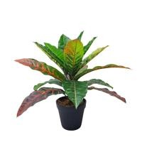 ราคา มาดามขจี ต้นโกสน ความสูง 36-45 ซม. 36 Cm. (12352845)