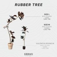 ราคา Nuwoliving ต้นยางอินเดีย ความสูง 120 ซม. Green (12477988)