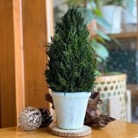 ราคา Tiny tree garden ต้นคริสต์มาส ของตกแต่งคริสต์มาส ของตกแต่งบ้าน Size TINY TREE สี (10779039)