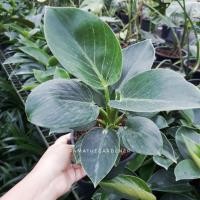 ราคา Pamathegardener ต้นฟิโลเดนดรอน เบอร์กิ้น Philodendron Birkin ธรรมชาติ ต้นใหญ่ ลุ้นด่าง ต้นฟิโลเดนดรอน (10548347)