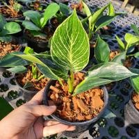 ราคา Pamathegardener ต้นฟิโลเดนดรอน เบอร์กิ้น Philodendron Birkin ธรรมชาติ S ฟอร์มเล็ก 3-5 นิ้ว ต้นฟิโลเดนดรอน (10548348)