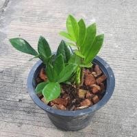 ราคา Pamathegardener กวักมรกตเขียว ธรรมชาติ 8 นิ้ว กวักมรกตเขียว (10546187)