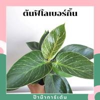 ราคา Pamathegardener ต้นฟิโลเดนดรอน เบอร์กิ้น Philodendron Birkin ธรรมชาติ 6 นิ้ว ฟิโลเดนดรอน เบอร์กิ้น (10547667)