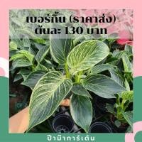 ราคา Pamathegardener ต้นฟิโลเดนดรอน เบอร์กิ้น Philodendron Birkin 1 ต้น ต้นฟิโลเดนดรอน เบอร์กิ้น ธรรมชาติ (10545583)