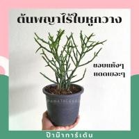 ราคา Pamathegardener ต้นพญาไร้ใบ พญาไร้ใบเขากวาง ปะการัง 5-6 นิ้ว พญาไร้ใบเขากวาง ธรรมชาติ (10547958)