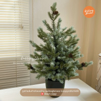 ราคา callingbrown [พร้อมส่ง] ต้นคริสมาสต์ 60cm ตกแต่งคริสมาสต์ ต้นสน ต้นคริสมาสต์ 60cm (12546530)