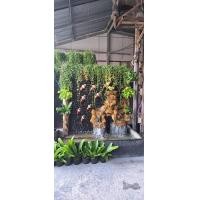 ราคา เคียงตะวันรับจัดสวน ม่านน้ำตกหินกาบแมทหินธรรมชาติ น้ำตกในสวน น้ำตกหน้าบ้าน น้ำตกราคาโรงงานแถมฟรีไฟสปอร์ตไลฟ์ตกแต่งต้นไม้ (12740941)