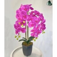 ราคา Pimarn ดอกไม้ปลอม ดอกกล้วยไม้ปลอม สีม่วง สูง 70 CM กระถางน้ำตาลเข้ม (10972887)