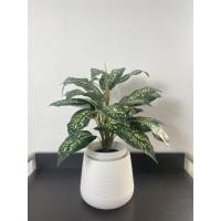 ราคา Pimarn ต้นไม้ปลอม ต้นเพชรน้ำหนึ่งปลอม สูง 50 CM แถมฟรีกระถางสีขาว ไม่ต้องการหิน ต้นไม้+ กระถางเบลล่า (10975311)