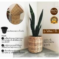 ราคา PuenBan ตะกร้าหวาย ตะกร้าสานจากหวายแท้ สำหรับเป็นกระถางต้นไม้หรือตะกร้าผ้า ไม่มีขอบ 7 นิ้ว (12743609)