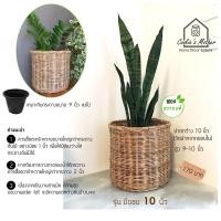 ราคา PuenBan ตะกร้าหวาย ตะกร้าสานจากหวายแท้ สำหรับเป็นกระถางต้นไม้หรือตะกร้าผ้า มีขอบ 10 นิ้ว (12743598)