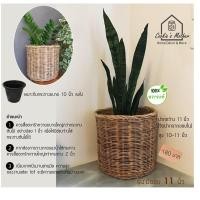 ราคา PuenBan ตะกร้าหวาย ตะกร้าสานจากหวายแท้ สำหรับเป็นกระถางต้นไม้หรือตะกร้าผ้า มีขอบ 11 นิ้ว (12743599)