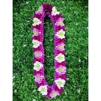 ราคา THE ORCHID RAY พวงมาลัยคล้องคอ 38 นิ้ว S1 (12798141)