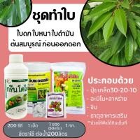 ราคา แหลมทอง3 ชุดเรียกใบ ชุดทำใบ ทุเรียน ใบเขียวสวย บำรุงใบ ใบดกหนา ใบดำมัน ต้นสมบูรณ์ (ปุ๋ยเกล็ด30-20-10) (12770711)