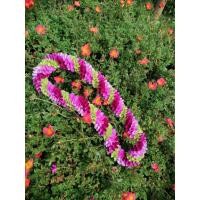 ราคา THE ORCHID RAY พวงมาลัยคล้องคอ 38 นิ้ว S5 (12798137)