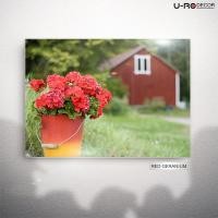 ราคา U-RO DECOR ภาพพิมพ์ รุ่น RED GERANIUM ขนาด 50x70 ซม. ภาพพิมพ์ติดผนัง ผ้าแคนวาส รูปภาพติดผนัง ภาพแขวนผนัง ภาพพิมพ์ตกแต่งบ้าน ภาพพิมพ์ผนังบ้าน (104261186)