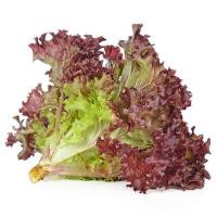 ราคา โครงการหลวง ผักกาดหอมใบแดง 200 ก. (2000000737911)