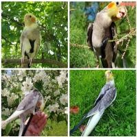 ราคา สายจูงนกแก้ว ปรับได้ ป้องกันการกัด สําหรับฝึกนกแก้ว (22456731928)