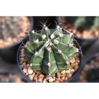 ราคา ยิมโนเขียวเชื้อด่าง ยิมเขียว ยิมโนเชื้อด่าง แคคตัส Gymnocalycium ไม้เมล็ดลายสวยทรงสวย ส่งทั้งกระถาง (16268055442)