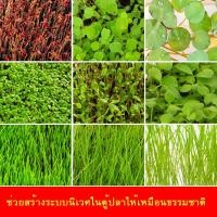ราคา ไม้น้ำ ตกแต่งตู้ปลา มี9ชนิด ให้เลือก พืชน้ำ ไม้น้ำ เมล็ดพันธุ์ไม้น้ำ ต้นไม้ปลูกในน้ำ ตกแต่งตู้ป (13570612140)