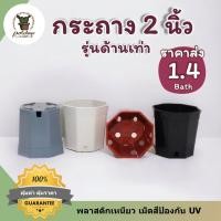 ราคา กระถางกระบองเพชรราคาส่ง ขนาด 2นิ้ว ทรง8เหลี่ยมด้านเท่า เพาะเมล็ด เนื้อเยื่อ (12325209629)