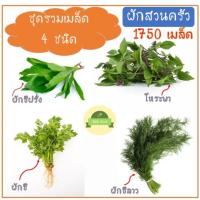 ราคา ชุดรวม1750เมล็ด โหระพา ชี ชีฝรั่ง ชีลาว เมล็ดผักพื้นบ้าน ผักสวนครัว (3555286497)