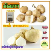 ราคา เมล็ดพันธุ์ มันแกว มันสะเภา ขาวฉ่ำ หวานกรอบ ถูกสุด20บาท (6078756510)