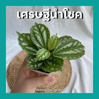 ราคา ต้นเศรษฐีนำโชค ต้นไม้มงคลจิ๋ว พร้อมกระถาง3นิ้ว (13812815746)