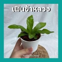 ราคา ต้นเฟินข้าหลวง เฟิร์นข้าหลวง ต้นไม้มงคลจิ๋ว พร้อมกระถาง3นิ้ว (10645464038)
