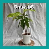 ราคา ต้นจิกเศรษฐี เพาะเมล็ดทุกต้น ต้นสูง ออกดอกสวยมาก ต้นไม้มงคล เศรษฐีนิยม (5988382246)