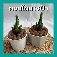 ราคา ต้นคอนโดนางฟ้า พร้อมกระถาง3นิ้ว ต้นไม้มงคลจิ๋ว (12616959175)