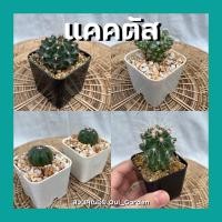ราคา ต้นแคคตัส กระบองเพชร ไม้อวบน้ำ พร้อมกระถาง2นิ้ว มีหินโรย (12744641095)