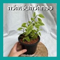 ราคา ต้นกวักเงินกวักทอง ต้นนางกวัก กวักนกน้อยนำโชค แสยกใบด่าง แสยกสามสี พร้อมกระถางสีดำ5นิ้ว (11921558533)
