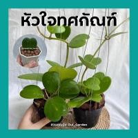 ราคา ต้นโฮย่าหัวใจทศกัณฑ์ โฮย่าใจเดียว พร้อมกระถาง4นิ้ว มีลวดแขวน (12716987275)
