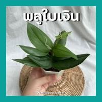 ราคา ต้นพลูใบเงิน พร้อมกระถาง3นิ้ว ต้นไม้จิ๋วฟอกอากาศ (9685016412)