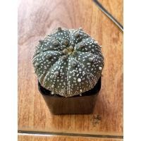 ราคา แอสโตรไฟตั้ม ซุปเปอร์คาบูโตะ Astrophytum superkabuto (8488099466)