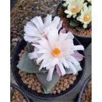 ราคา อริโอคาปัส ถอดรากส่ง ไม้เมล็ด ลูกพันธุ์ Ariocarpus fissuratus Ariocarpus retusus Ariocarpus trigonus (23509867656)
