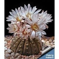 ราคา ยิมโน จานบิน Gymnocalycium Ragonesei กระถาง 2 นิ้ว (15781739959)