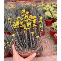 ราคา ยูโฟเบียฟ้า Euphorbia Aeruginosa กระถาง 2 นิ้ว (21071537512)