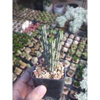 ราคา ยูโฟเบีย Euphorbia Sp Somalia hordio กระถาง 2 นิ้ว (19323275827)