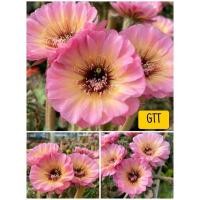 ราคา อิชินอป GTT แคคตัส แยกขายเป็นต้น ส่งถอดราก (21777790079)