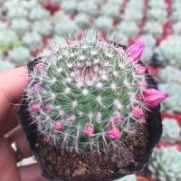 ราคา แมมแม่เฒ่า ไซด์ 4 5 เซน (8321130649)