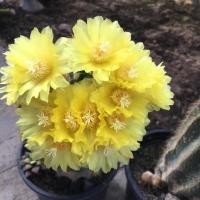 ราคา โนโต แคคตัส Notocactus magnificus v warasii กระถาง 2 นิ้ว (20956840905)