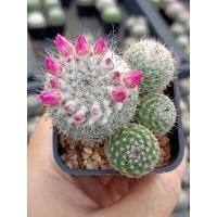 ราคา แมมแม่เฒ่า กระถาง 2 นิ้ว (24509600614)