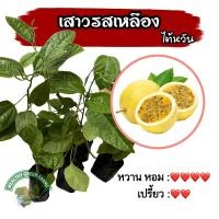 ราคา ต้นเสาวรสเหลือง สายพันธุ์ไต้หวัน พร้อมปลูก เสาวรสหวาน passion fruit (29802448402)