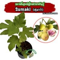 ราคา มะเดื่อฝรั่งสายพันธุ์ Sumaki สุมากิ ต้นพร้อมปลูก figs (26653087516)